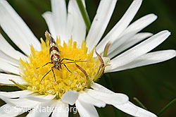 C195420: Bergwiesen-Urfalter (Micropterix allionella) auf Alpenmasslieb (Aster bellidiastrum)