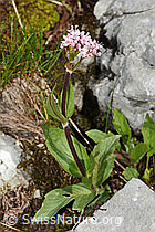 C195429: Berg-Baldrian (Valeriana montana)