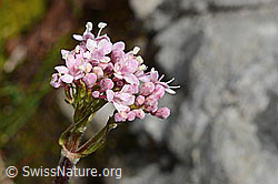 C195430: Berg-Baldrian (Valeriana montana)
