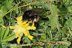 Bergwald-Hummel (Bombus wurflenii) an Alpen-Wundklee (Anthyllis vulneraria ssp. alpestris) (C195437)