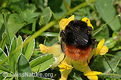 Bergwald-Hummel (Bombus wurflenii) an Alpen-Wundklee (Anthyllis vulneraria ssp. alpestris) (C195439)