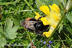 Bergwald-Hummel (Bombus wurflenii) an Alpen-Wundklee (Anthyllis vulneraria ssp. alpestris) (C195440)