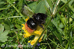 Bergwaldhummel (Bombus wurflenii)<br/>Alpen-Wundklee (Anthyllis vulneraria ssp. alpestris)