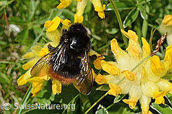 Bergwald-Hummel (Bombus wurflenii) an Alpen-Wundklee (Anthyllis vulneraria ssp. alpestris) (C195443)