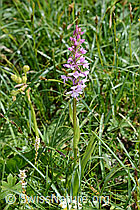 Langspornige Handwurz (Gymnadenia conopsea) (C195470)