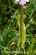 Langspornige Handwurz (Gymnadenia conopsea) (C195472)
