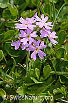 Mehl-Primel (Primula farinosa) (26.06.2021, C195499)