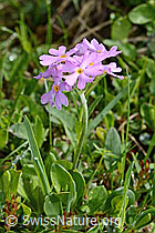 Primula farinosa (C195500)