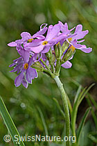 Primula farinosa (C195504)
