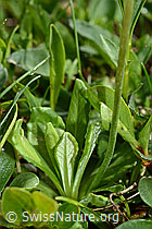 Primula farinosa (C195508)