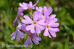 Mehl-Primel (Primula farinosa) (26.06.2021, C195513)