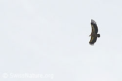 Gänsegeier (Gyps fulvus) (C195543)