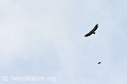 Gänsegeier (Gyps fulvus) (C195565)