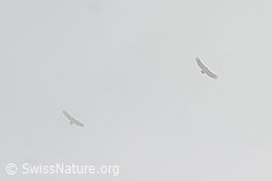Gänsegeier (Gyps fulvus) (C195575)