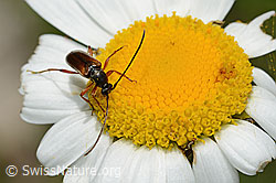 C195589: Tabakfarbiger Schmalbock (Alosterna tabacicolor) auf Blume