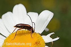 C195590: Tabakfarbiger Schmalbock (Alosterna tabacicolor) auf Blume