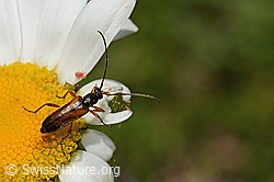 Tabakfarbiger Schmalbock (Alosterna tabacicolor) auf Blume (C195593)