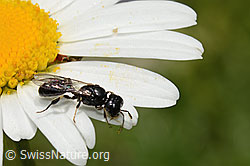 C195597: Crossocerus leucostoma (Grabwespe) auf Gewöhnlicher Wiesen-Margerite (Leucanthemum vulgare)