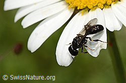 Crossocerus leucostoma (Grabwespe) auf Gewöhnlicher Wiesen-Margerite (Leucanthemum vulgare) (C195601)