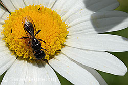 C195606: Crossocerus leucostoma (Grabwespe) auf Gewöhnlicher Wiesen-Margerite (Leucanthemum vulgare)