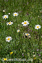 Gewöhnliche Wiesen-Margerite (Leucanthemum vulgare) (C195609)