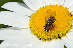 Limnophora triangula (Fliege) auf Gewöhnlicher Wiesen-Margerite (Leucanthemum vulgare) (C195610)