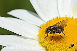 C195612: Limnophora triangula (Fliege) auf Gewöhnlicher Wiesen-Margerite (Leucanthemum vulgare)
