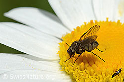 Limnophora triangula (Fliege) auf Gewöhnlicher Wiesen-Margerite (Leucanthemum vulgare) (C195613)