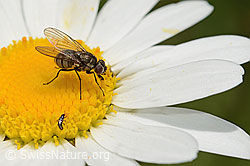 Limnophora triangula (Fliege) auf Gewöhnlicher Wiesen-Margerite (Leucanthemum vulgare) (C195617)