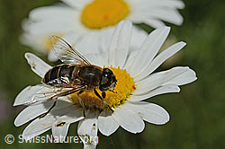 C195628: Gemeine Keilfleckschwebfliege (Eristalis pertinax) auf Gewöhnlicher Wiesen-Margerite (Leucanthemum vulgare)