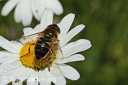 C195631: Gemeine Keilfleckschwebfliege (Eristalis pertinax) auf Gewöhnlicher Wiesen-Margerite (Leucanthemum vulgare)