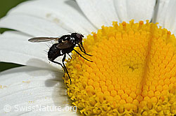 C195635: Erdwanzenfliege (Phania funesta) auf Gewöhnlicher Wiesen-Margerite (Leucanthemum vulgare)