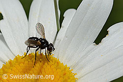 C195638: Erdwanzenfliege (Phania funesta) auf Gewöhnlicher Wiesen-Margerite (Leucanthemum vulgare)