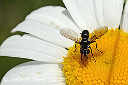C195644: Erdwanzenfliege (Phania funesta) auf Gewöhnlicher Wiesen-Margerite (Leucanthemum vulgare)