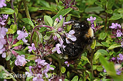 Foto: Wald-Kuckuckshummel (Bombus sylvestris) auf Vielhaarigem Thymian (Thymus praecox ssp. polytrichus)