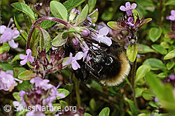 C195650: Wald-Kuckuckshummel (Bombus sylvestris) auf Vielhaarigem Thymian (Thymus praecox ssp. polytrichus)