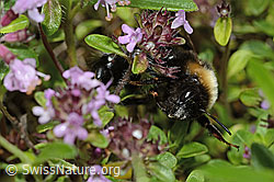 C195651: Wald-Kuckuckshummel (Bombus sylvestris) auf Vielhaarigem Thymian (Thymus praecox ssp. polytrichus)