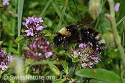 C195653: Wald-Kuckuckshummel (Bombus sylvestris) auf Vielhaarigem Thymian (Thymus praecox ssp. polytrichus)