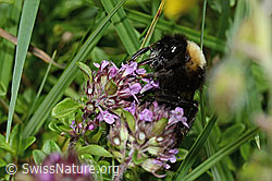 Foto: Wald-Kuckuckshummel (Bombus sylvestris) auf Vielhaarigem Thymian (Thymus praecox ssp. polytrichus)