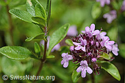 Vielhaariger Thymian (Thymus praecox ssp. polytrichus) (26.06.2021, C195657)