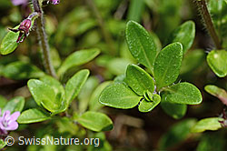 Vielhaariger Thymian (Thymus praecox ssp. polytrichus) (C195659)