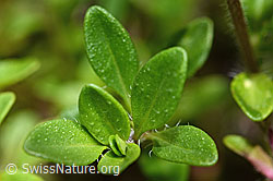 Vielhaariger Thymian (Thymus praecox ssp. polytrichus) (C195660)