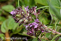 Vielhaariger Thymian (Thymus praecox ssp. polytrichus) (C195661)