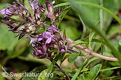 Vielhaariger Thymian (Thymus praecox ssp. polytrichus) (C195662)