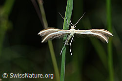 C195674: Merrifieldia leucodactyla (Federmotte)