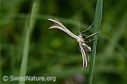 C195676: Merrifieldia leucodactyla (Federmotte)