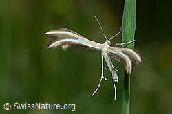 C195678: Merrifieldia leucodactyla (Federmotte)