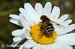 C195681: Glänzende Keilfleckschwebfliege (Eristalis rupium) auf Gewöhnlicher Wiesen-Margerite (Leucanthemum vulgare)