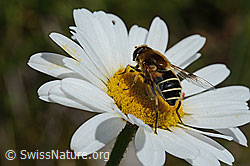 Glänzende Keilfleckschwebfliege (Eristalis rupium) auf Gewöhnlicher Wiesen-Margerite (Leucanthemum vulgare) (C195683)