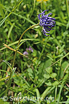 Rundköpfige Rapunzel (Phyteuma orbiculare) (C195690)